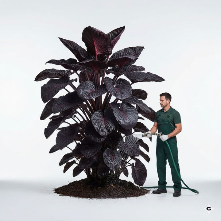 Rare Black Hosta Seeds – 30+ Premium Seeds + 100g Organic Pot Mix Starter Pack - Gravidaa - 