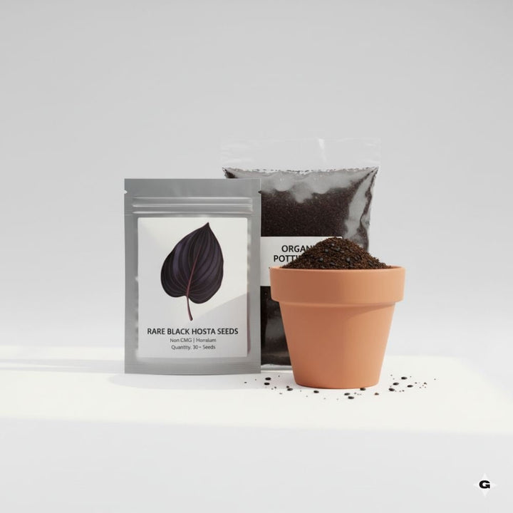Rare Black Hosta Seeds – 30+ Premium Seeds + 100g Organic Pot Mix Starter Pack - Gravidaa - 