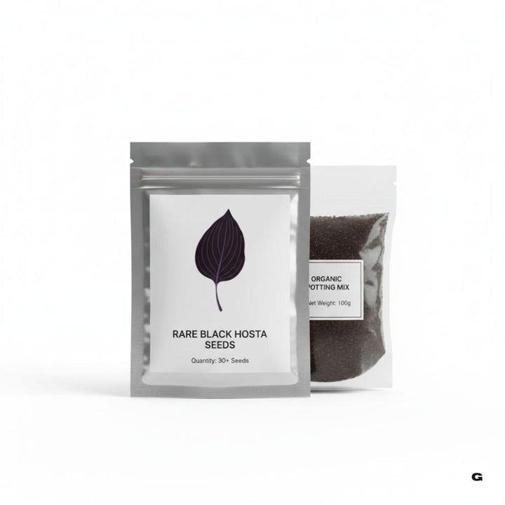 Rare Black Hosta Seeds – 30+ Premium Seeds + 100g Organic Pot Mix Starter Pack - Gravidaa - 