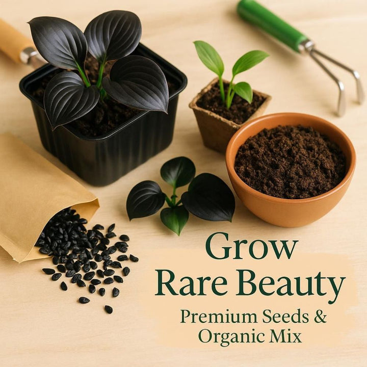 Rare Black Hosta Seeds – 30+ Premium Seeds + 100g Organic Pot Mix Starter Pack - Gravidaa - 